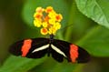 001 Kleiner Postbote - Heliconius erato